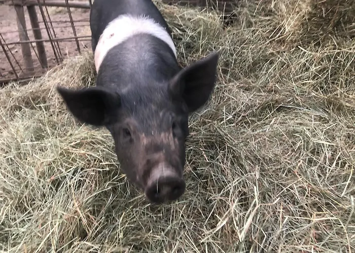 Voeuja Maggiore Lejlighed *